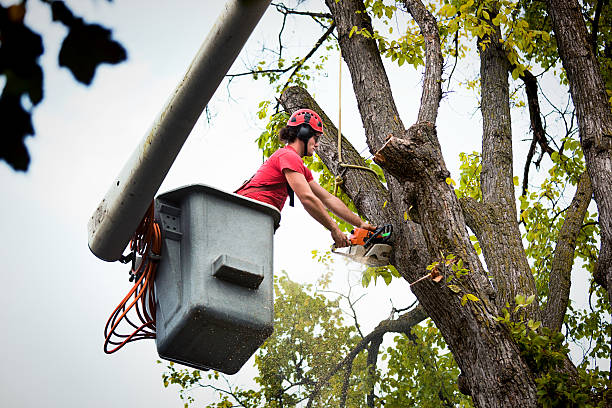 Best Tree Planting Services  in Tainter Lake, WI